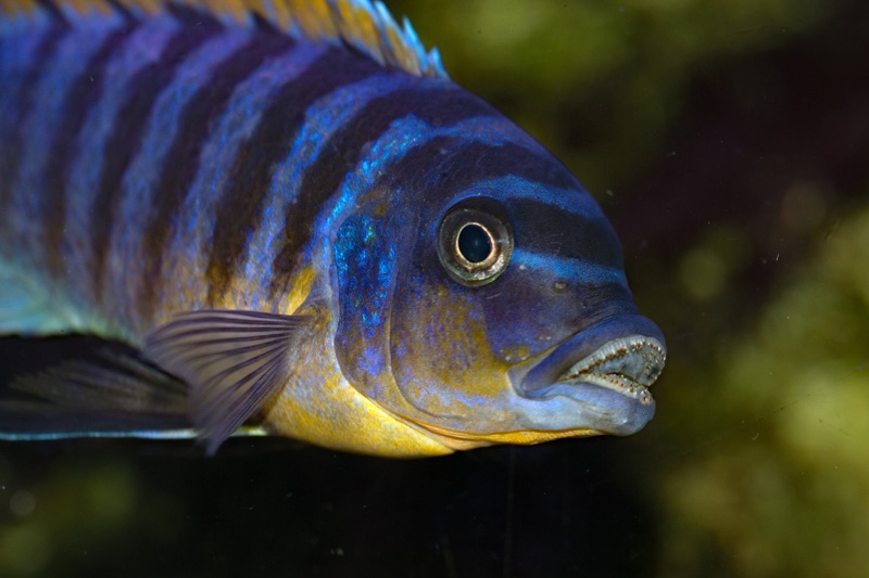 Maylandia fainzilberi 'Puulu'